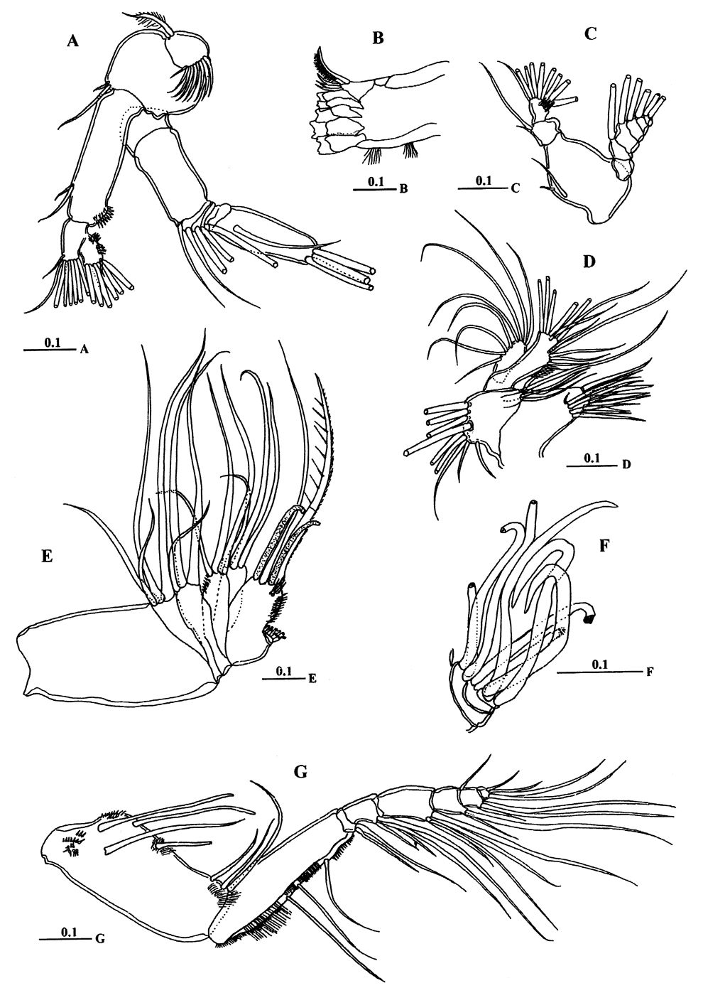 Espèce Macandrewella cochinensis - Planche 2 de figures morphologiques