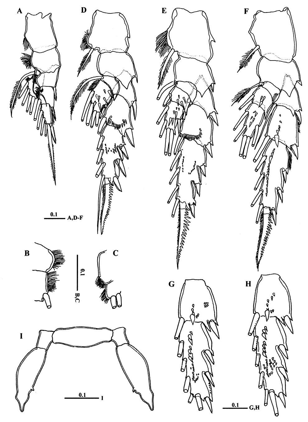 Espèce Macandrewella cochinensis - Planche 3 de figures morphologiques