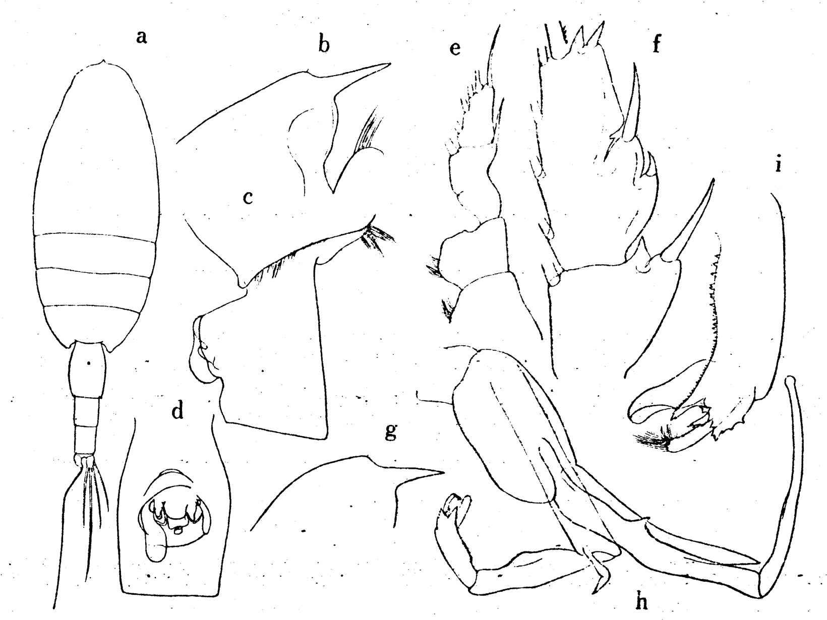 Species Paraeuchaeta elongata - Plate 3 of morphological figures