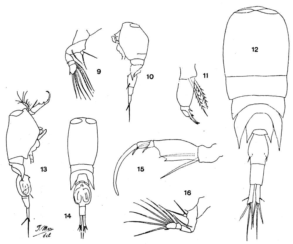Species Corycaeus (Ditrichocorycaeus) andrewsi - Plate 17 of morphological figures