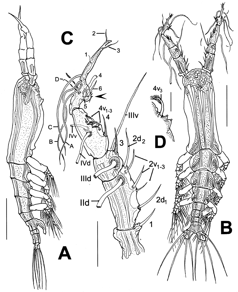 Espèce Monstrillopsis hastata - Planche 1 de figures morphologiques
