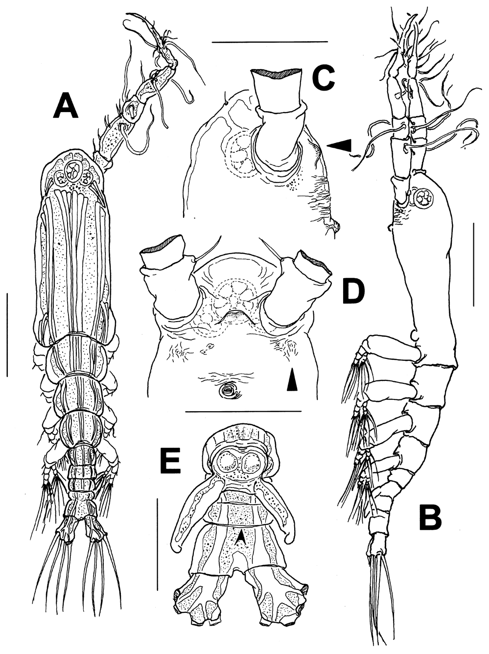 Espèce Monstrillopsis boonwurrungorum - Planche 1 de figures morphologiques