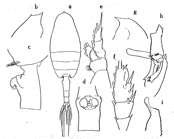 Species Paraeuchaeta rubra - Plate 3 of morphological figures