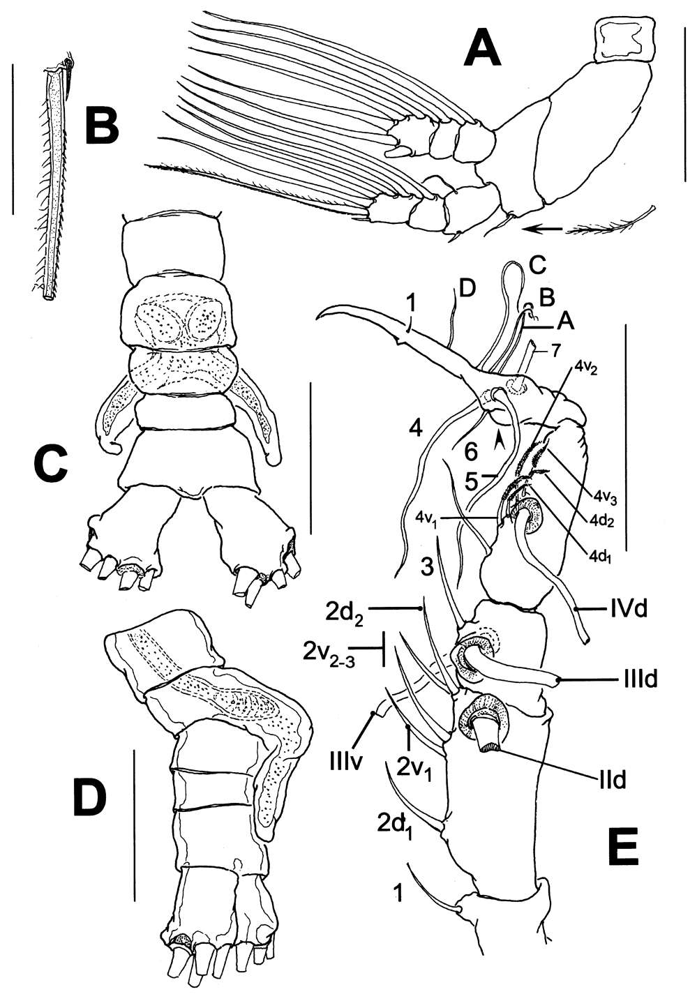 Espèce Monstrillopsis boonwurrungorum - Planche 2 de figures morphologiques