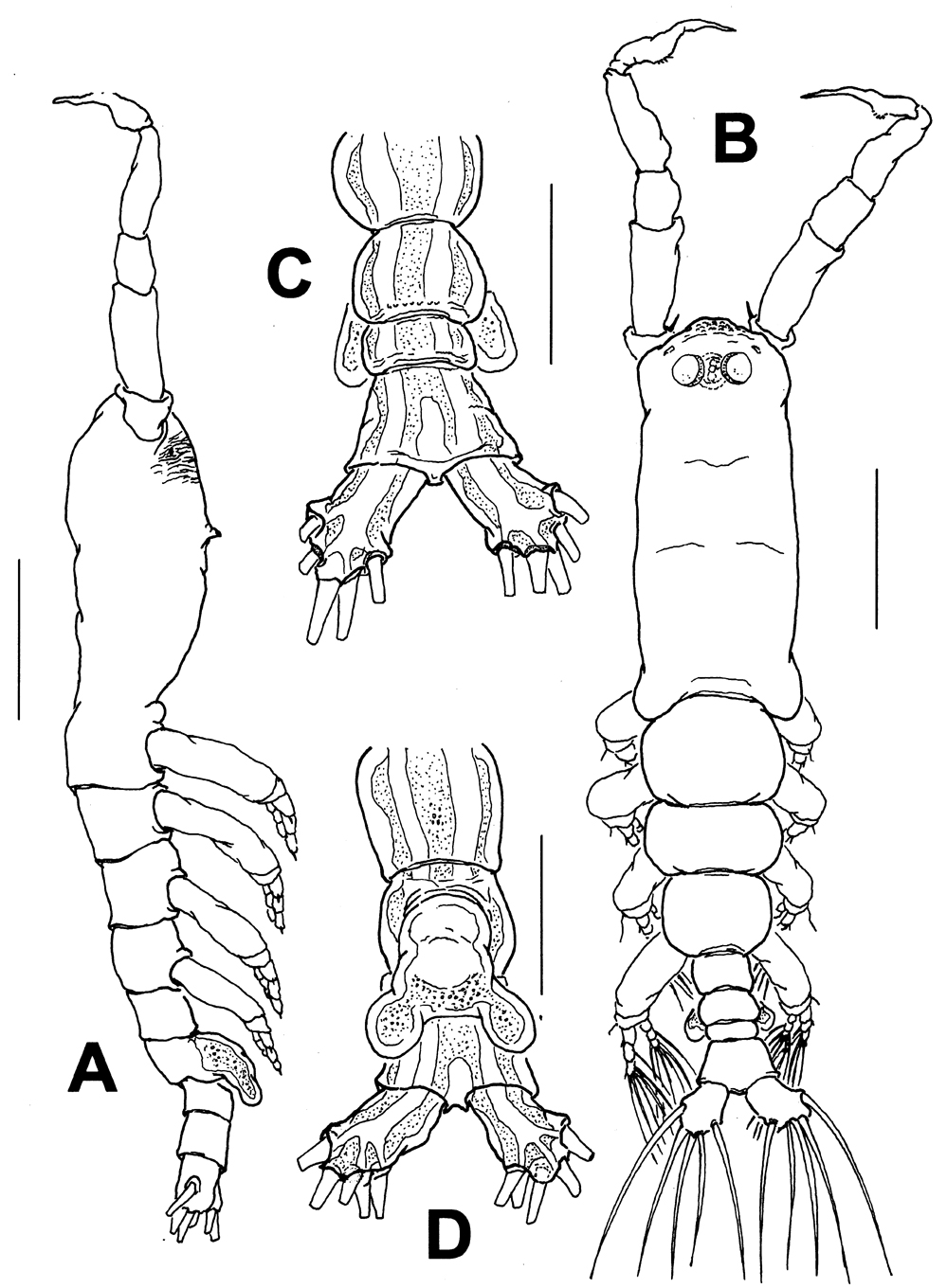 Espèce Monstrillopsis nanus - Planche 1 de figures morphologiques
