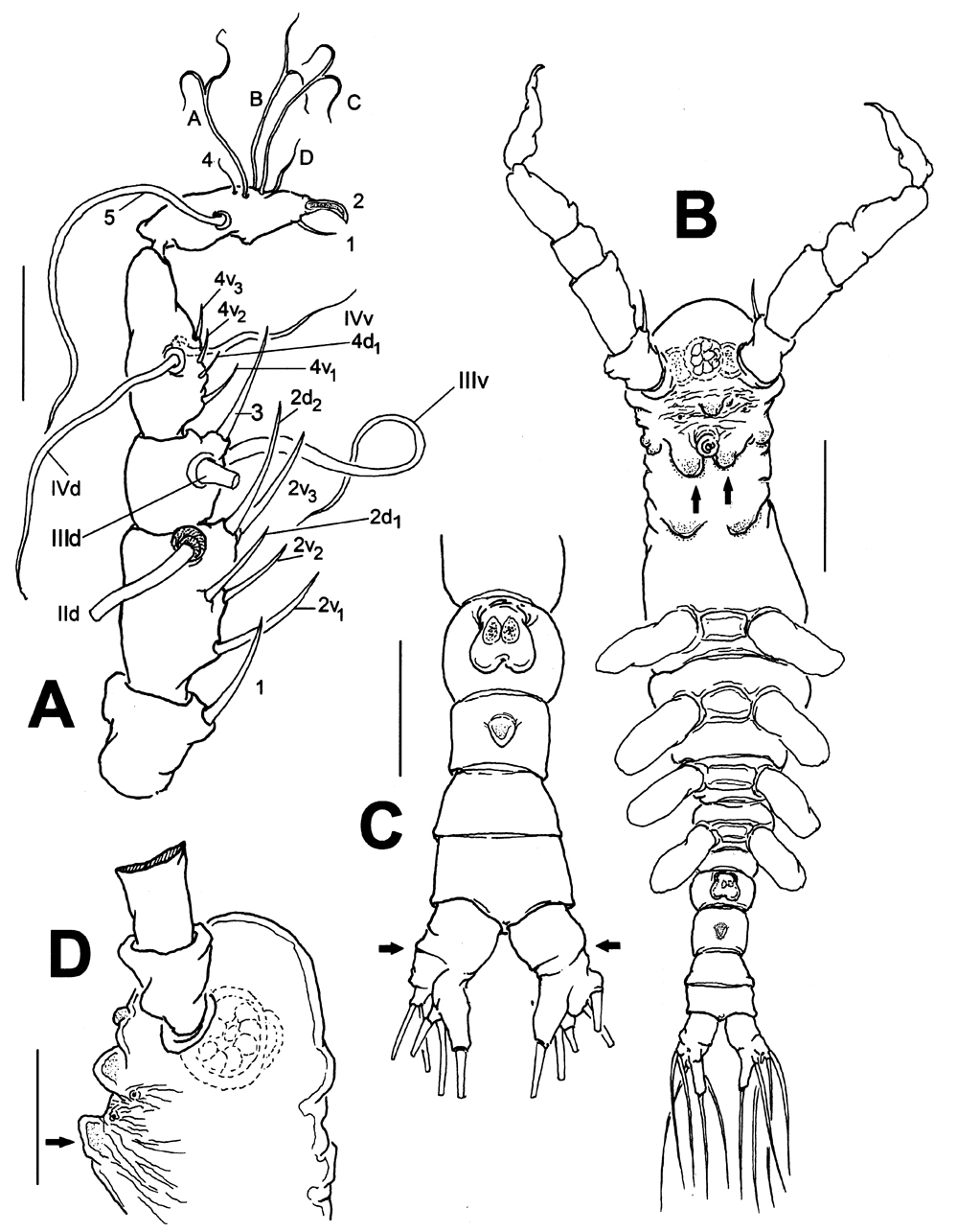 Espèce Australomonstrillopsis crassicaudata - Planche 1 de figures morphologiques
