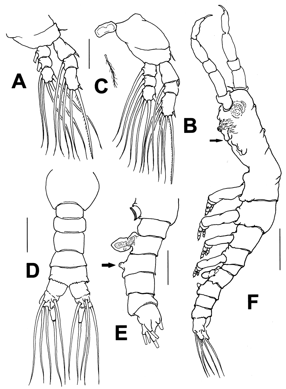 Espèce Australomonstrillopsis crassicaudata - Planche 2 de figures morphologiques