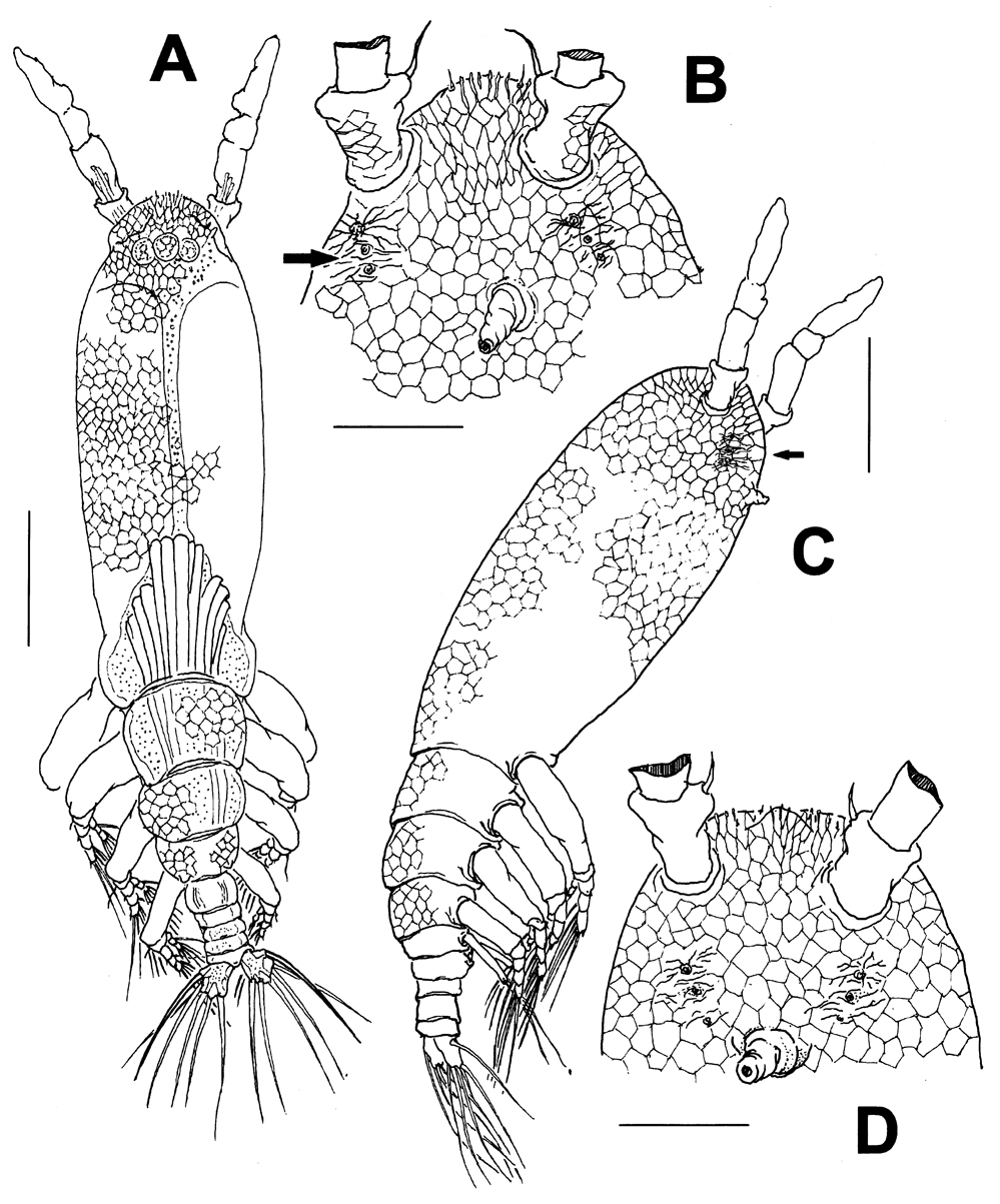 Espèce Maemonstrilla ohtsukai - Planche 1 de figures morphologiques