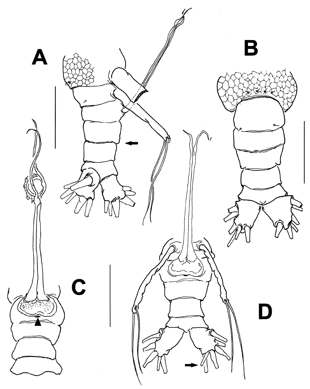 Species Maemonstrilla ohtsukai - Plate 2 of morphological figures