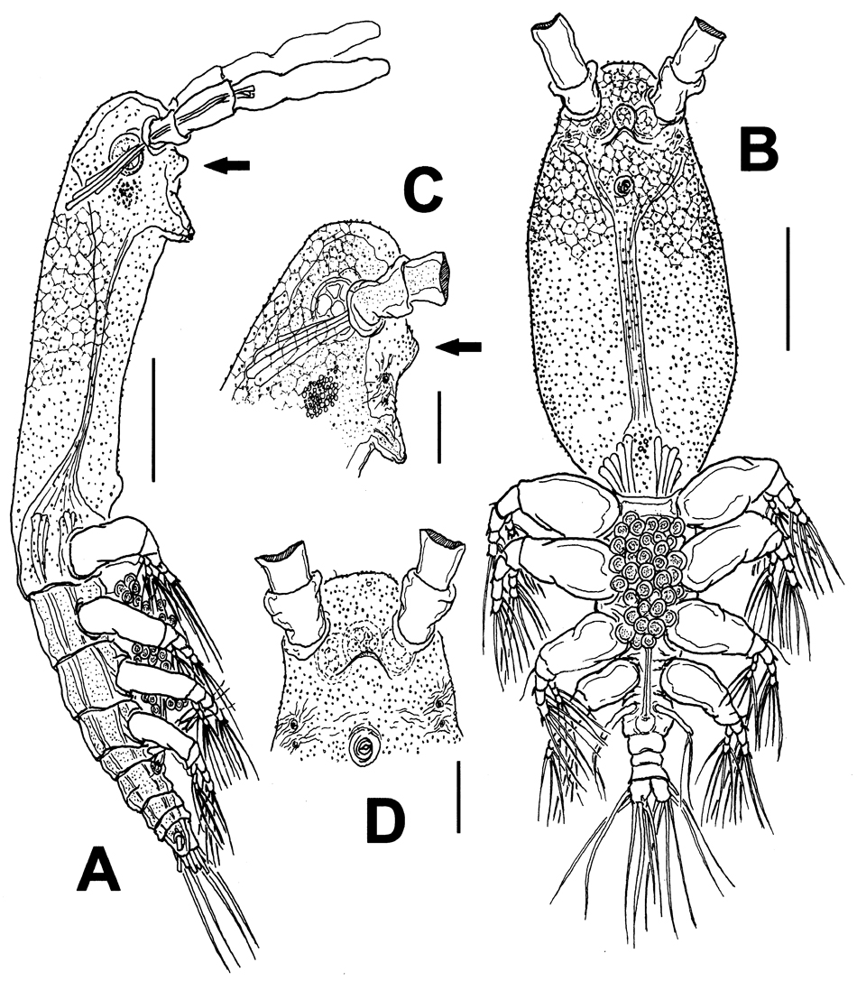 Espèce Maemonstrilla protuberans - Planche 1 de figures morphologiques