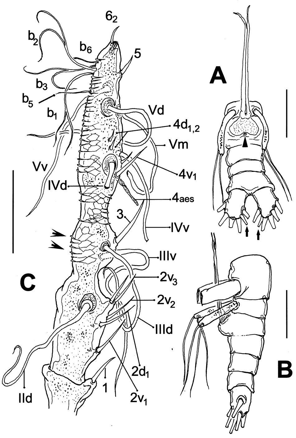 Espèce Maemonstrilla protuberans - Planche 2 de figures morphologiques