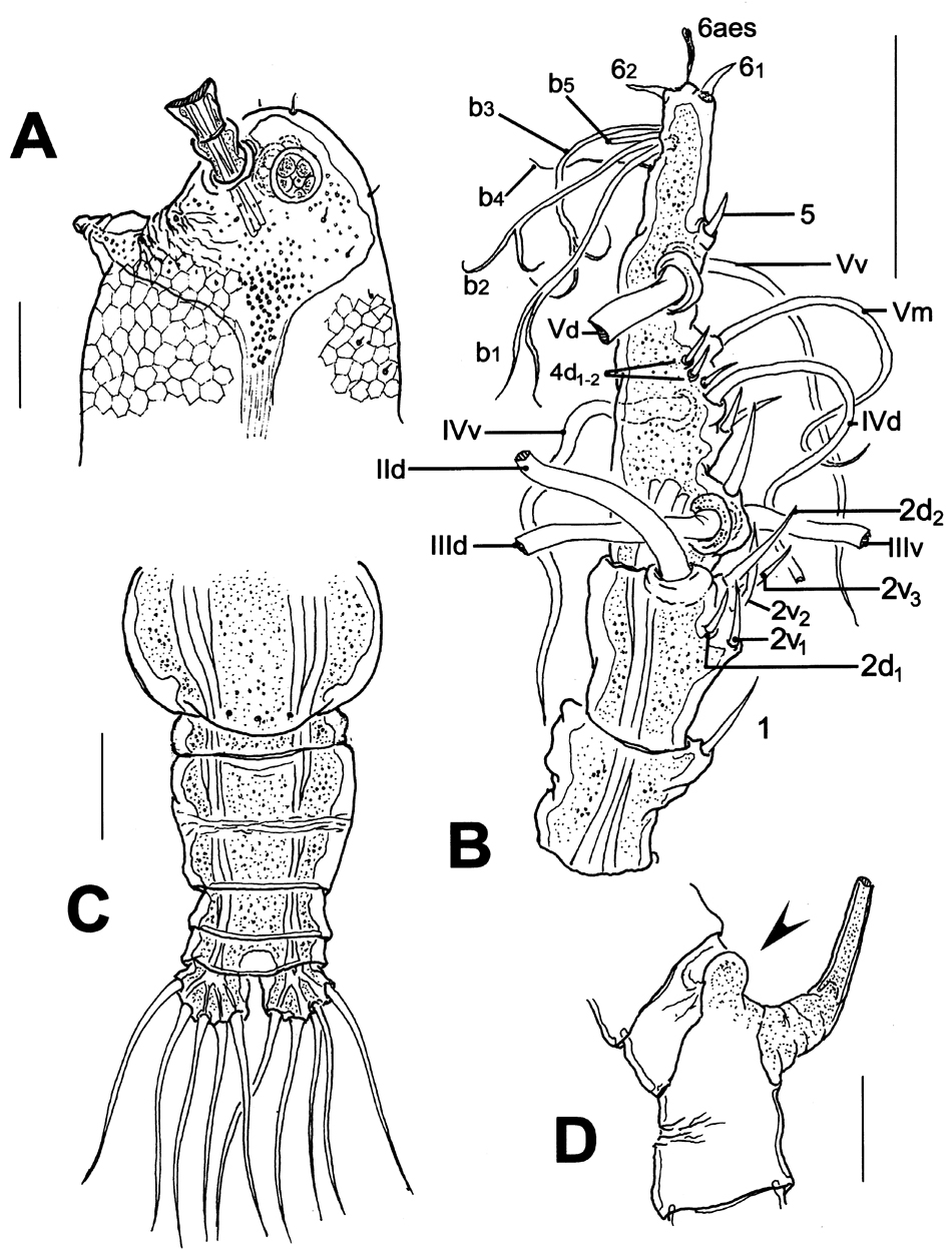 Espèce Maemonstrilla crenulata - Planche 2 de figures morphologiques