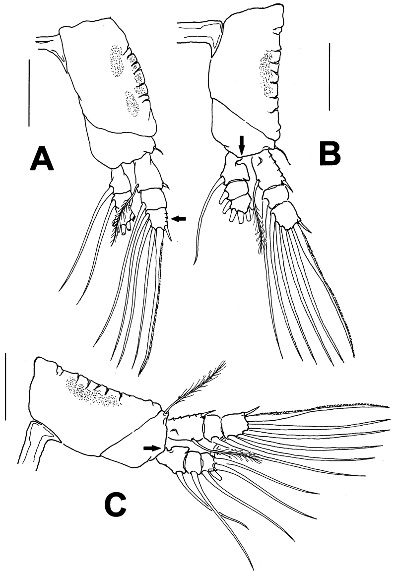 Espèce Maemonstrilla crenulata - Planche 3 de figures morphologiques