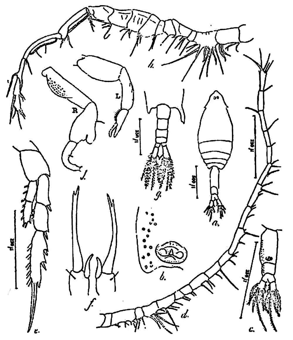 Espce Labidocera bengalensis - Planche 9 de figures morphologiques