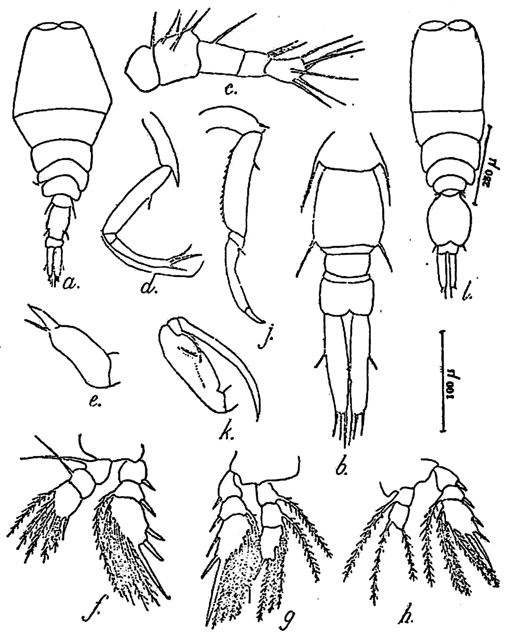 Espèce Vettoria indica - Planche 1 de figures morphologiques