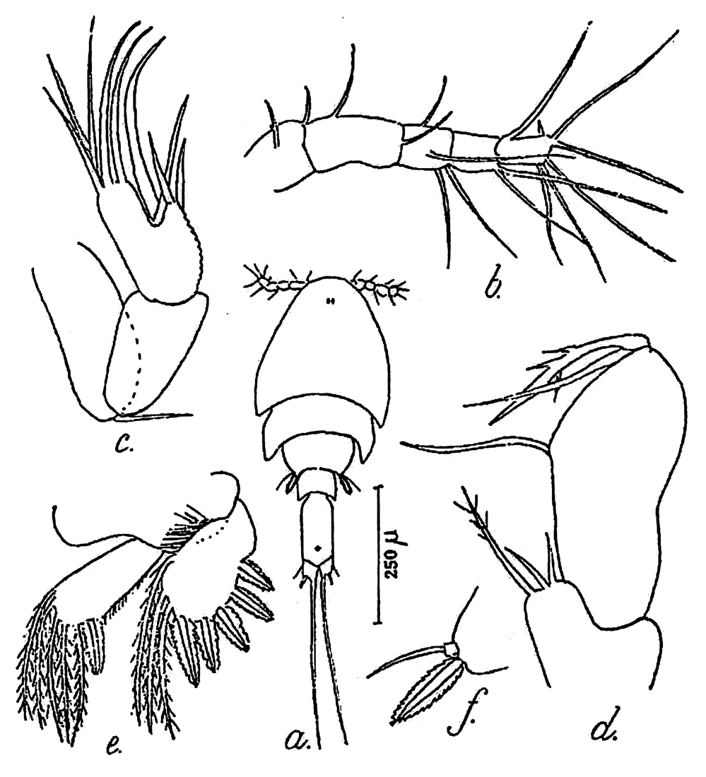 Espèce Saphirella enigmatica - Planche 1 de figures morphologiques