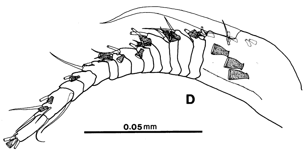 Espce Platycopia orientalis - Planche 6 de figures morphologiques