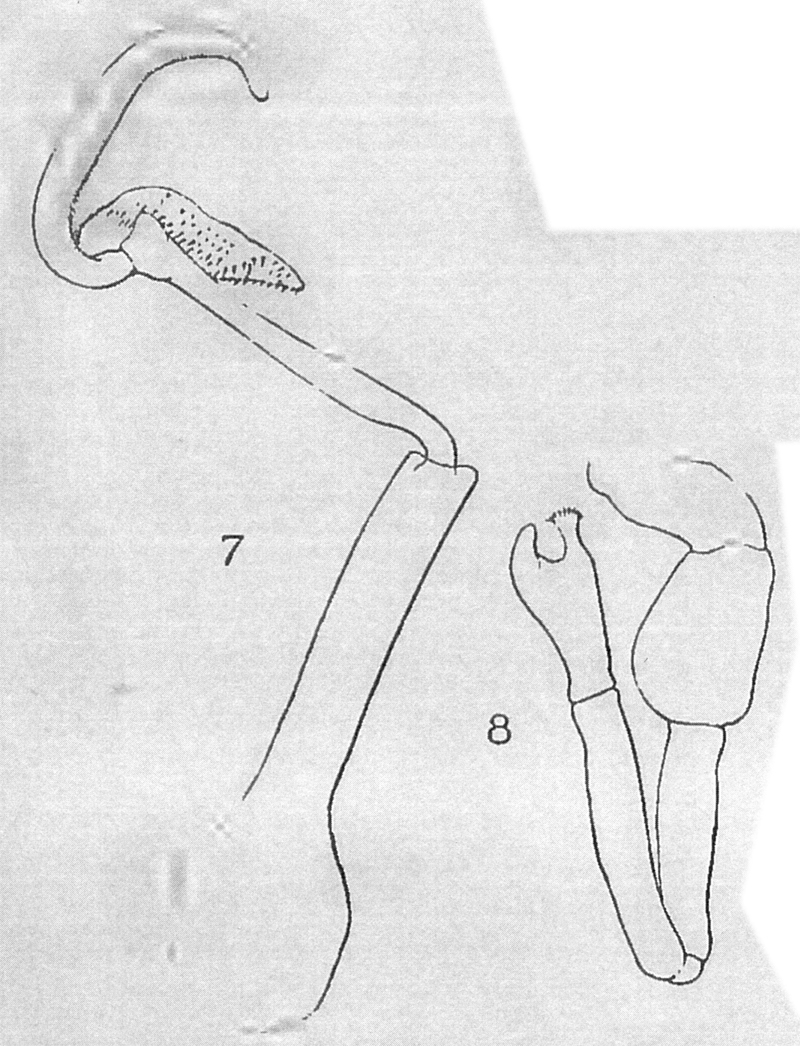 Species Stephos antarcticus - Plate 2 of morphological figures