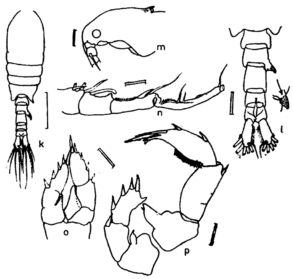 Espce Isias cochinensis - Planche 2 de figures morphologiques