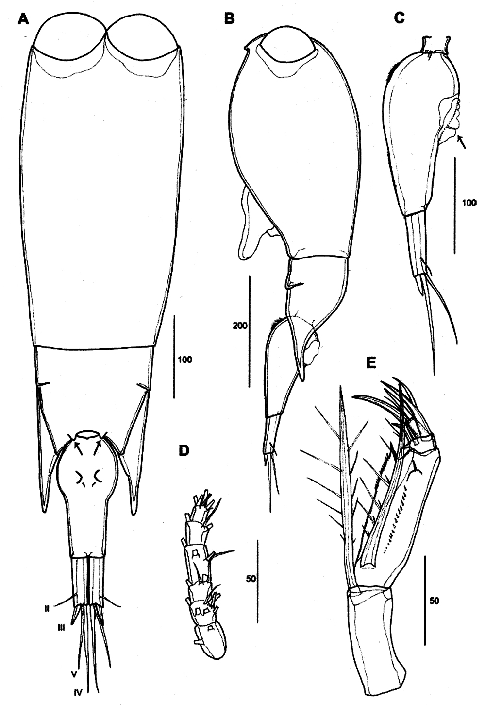 Espce Farranula orbisa - Planche 1 de figures morphologiques