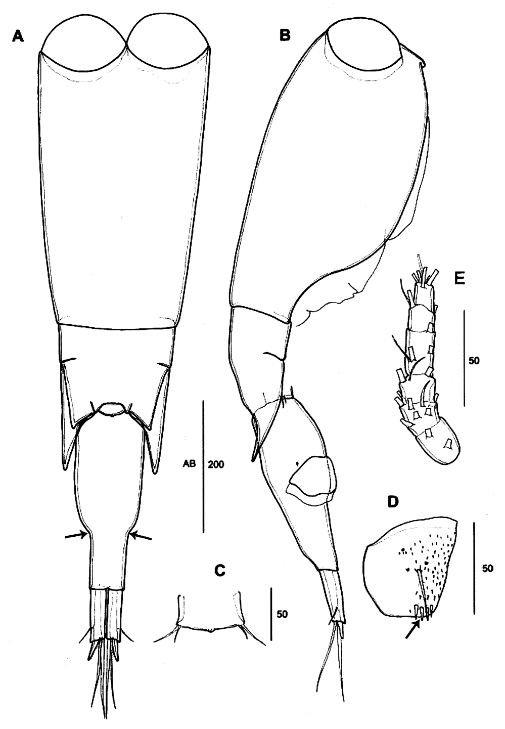 Espce Farranula orbisa - Planche 4 de figures morphologiques