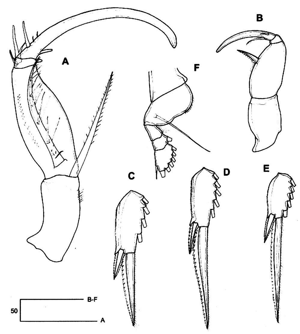 Species Farranula orbisa - Plate 5 of morphological figures