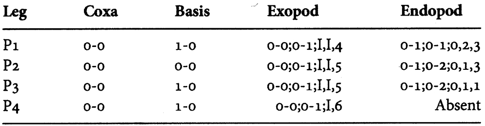 Espce Farranula orbisa - Planche 3 de figures morphologiques