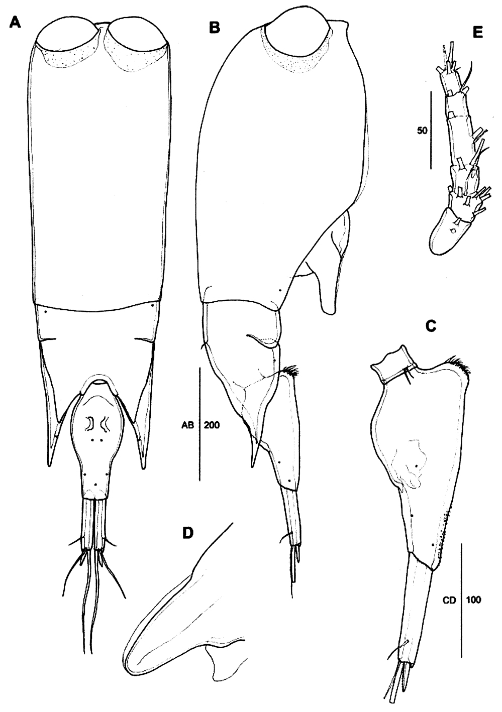 Species Farranula carinata - Plate 12 of morphological figures