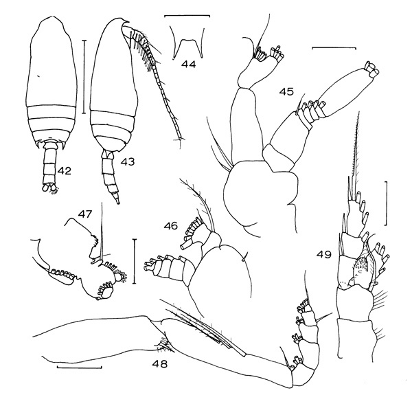 Espce Aetideopsis carinata - Planche 4 de figures morphologiques