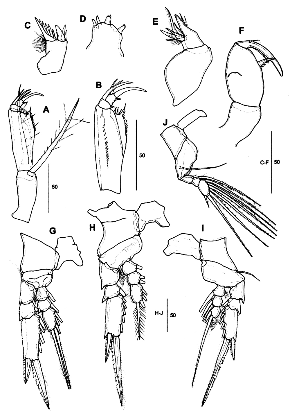 Species Farranula carinata - Plate 13 of morphological figures