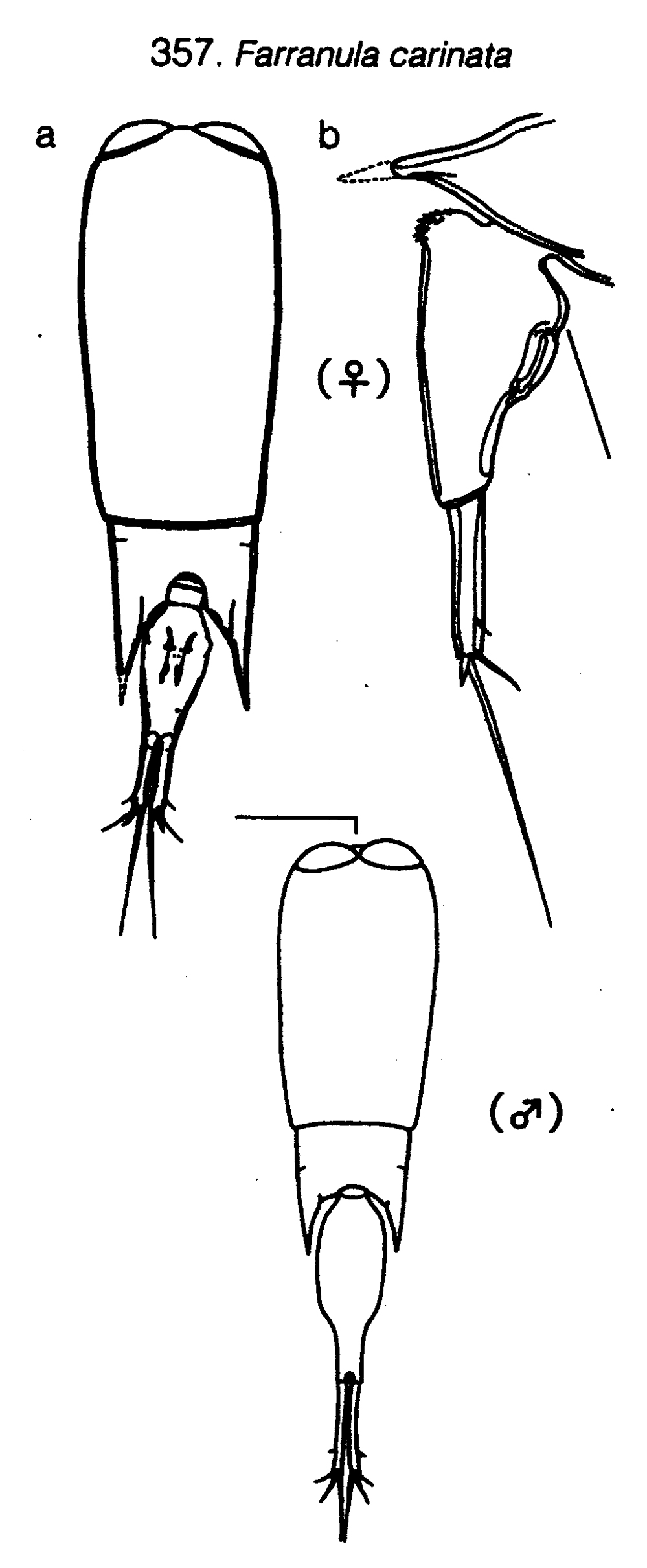 Espce Farranula carinata - Planche 16 de figures morphologiques