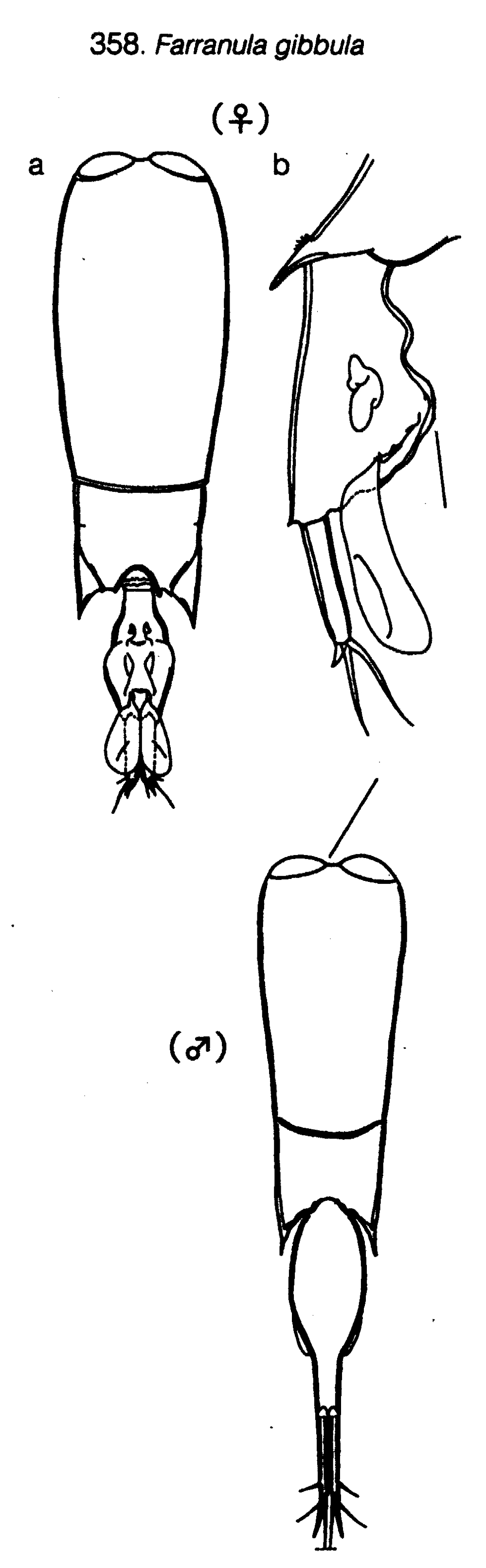Espèce Farranula gibbula - Planche 24 de figures morphologiques