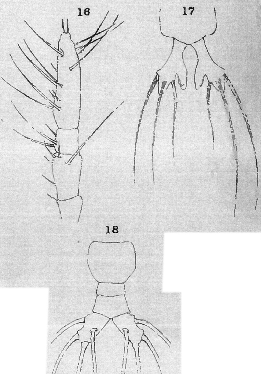 Species Monstrillopsis dubia - Plate 3 of morphological figures