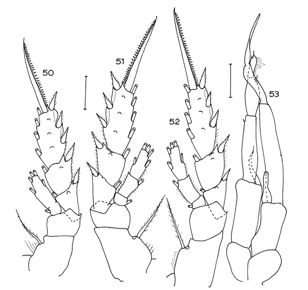 Espce Aetideopsis carinata - Planche 5 de figures morphologiques