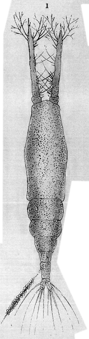 Species Monstrilla longicornis - Plate 8 of morphological figures