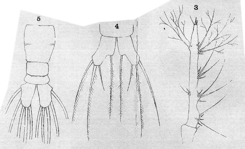 Espèce Monstrilla longicornis - Planche 9 de figures morphologiques