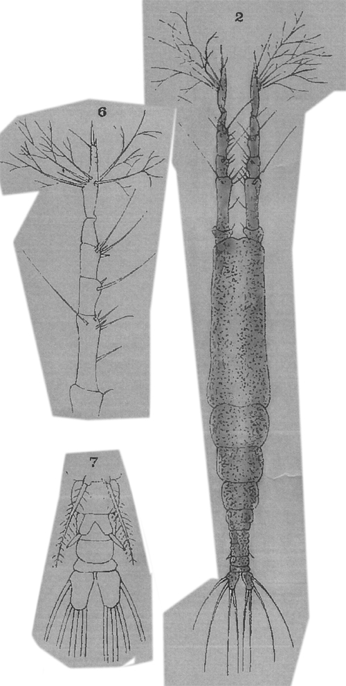 Species Monstrilla longicornis - Plate 10 of morphological figures