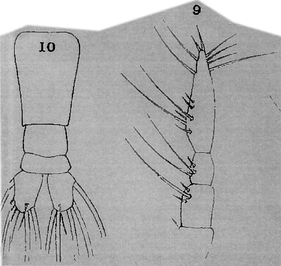Species Monstrilla gracilicauda - Plate 10 of morphological figures