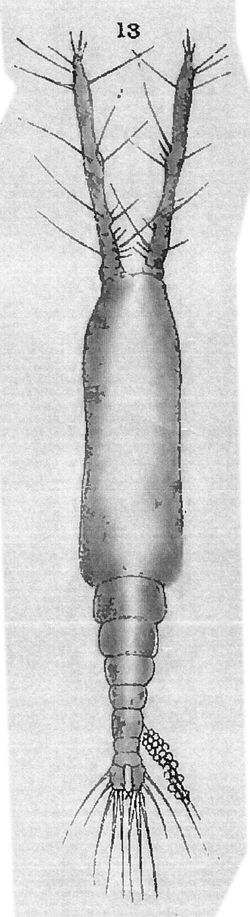 Species Monstrilla conjunctiva - Plate 3 of morphological figures