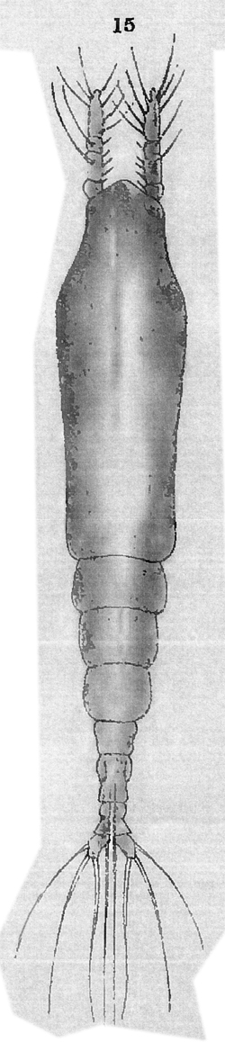 Espèce Cymbasoma rigidum - Planche 6 de figures morphologiques