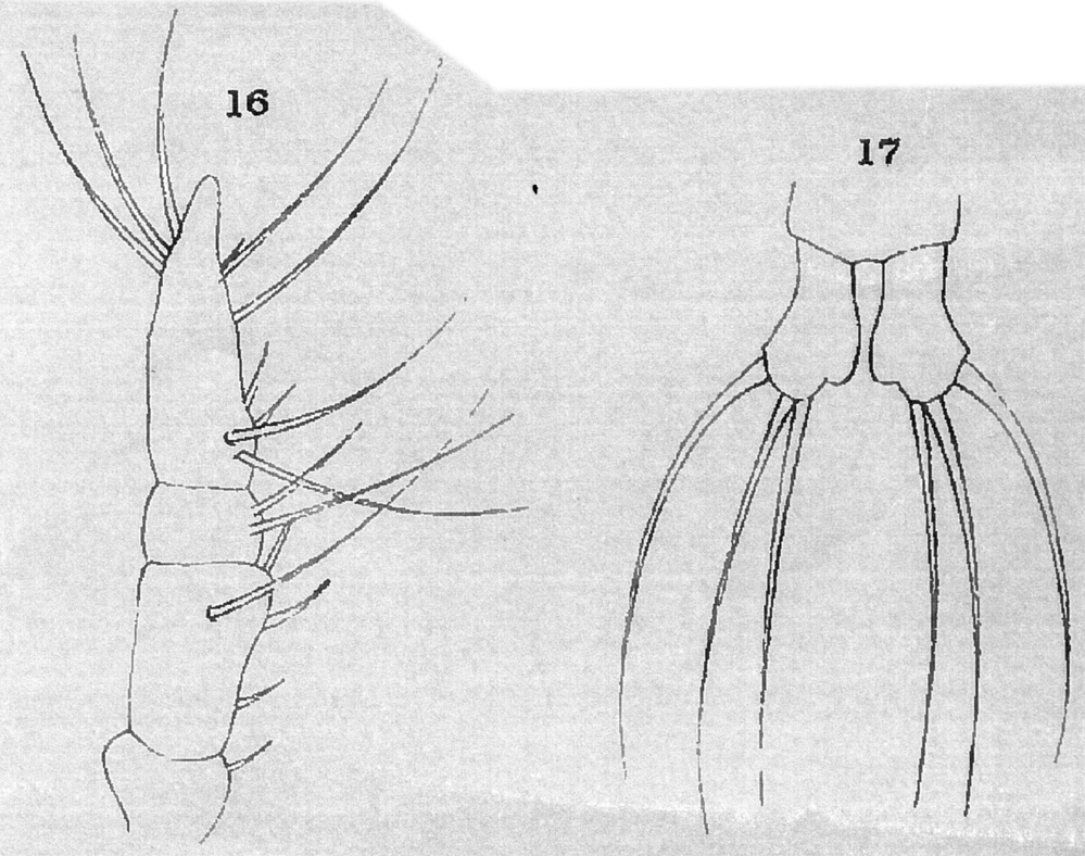 Species Cymbasoma rigidum - Plate 7 of morphological figures