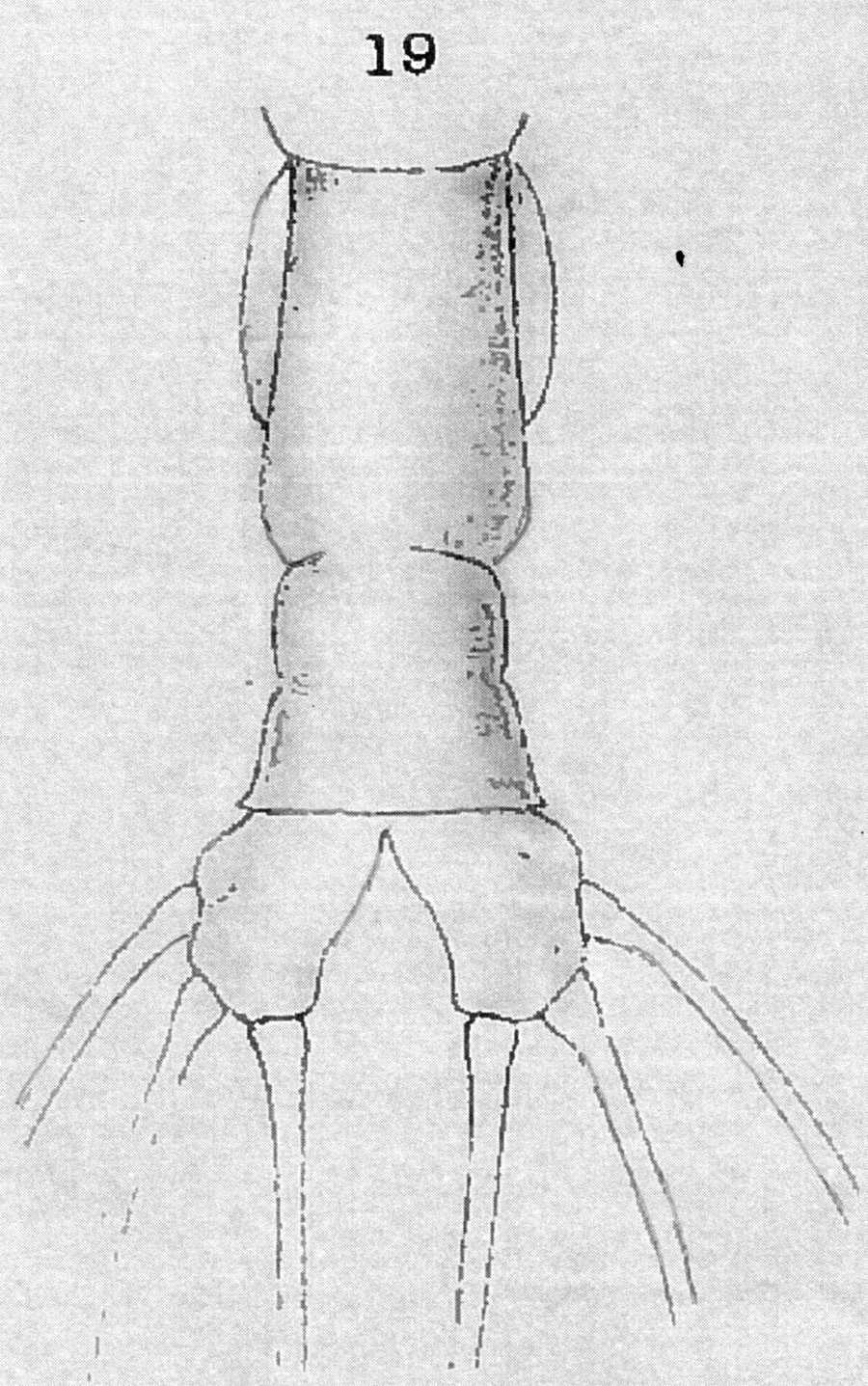 Espèce Cymbasoma rigidum - Planche 8 de figures morphologiques