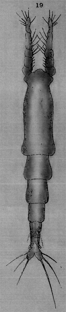 Espce Cymbasoma zetlandicum - Planche 3 de figures morphologiques