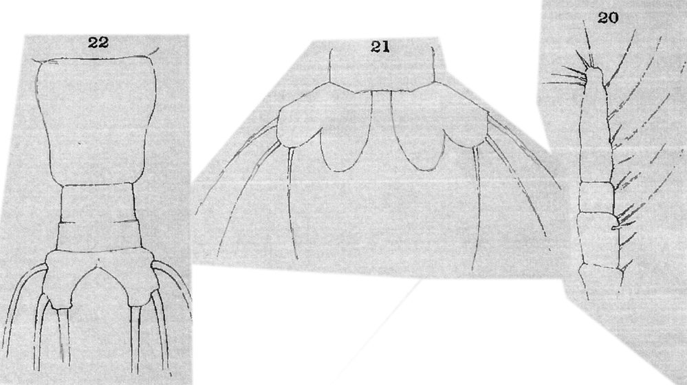 Espce Cymbasoma zetlandicum - Planche 2 de figures morphologiques