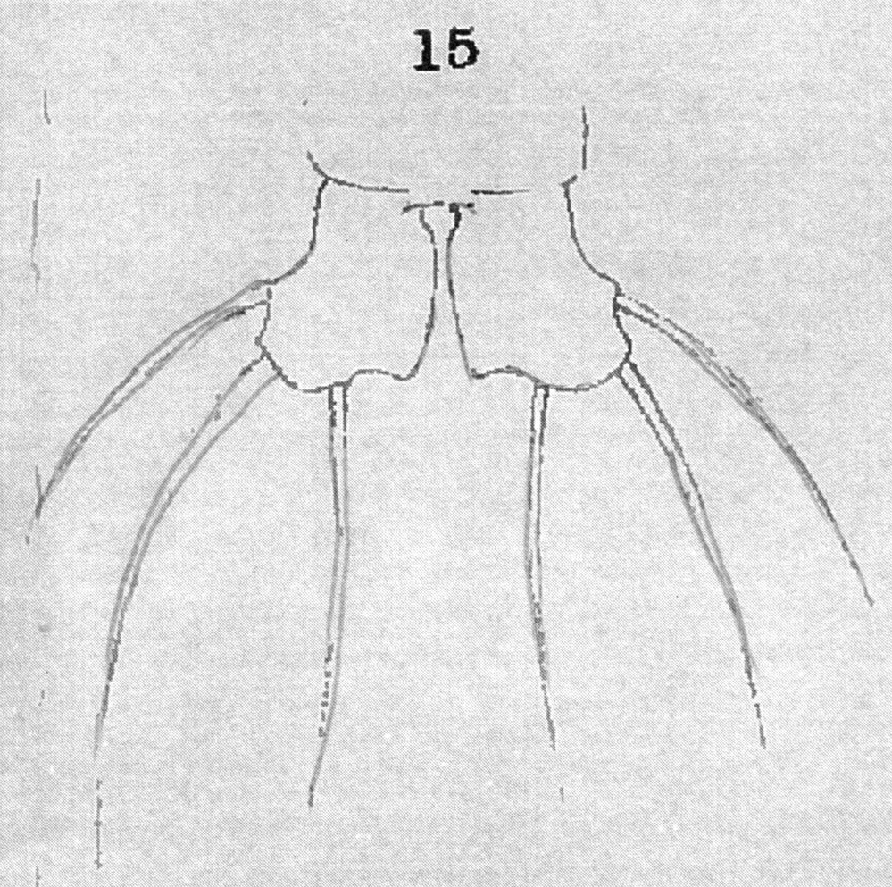 Species Monstrilla gracilicauda - Plate 11 of morphological figures