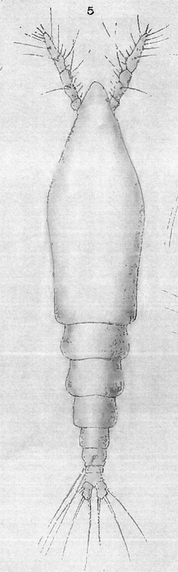 Espce Cymbasoma rostratum - Planche 1 de figures morphologiques