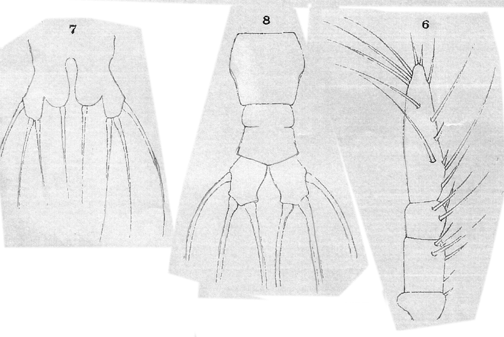 Species Cymbasoma rostratum - Plate 2 of morphological figures