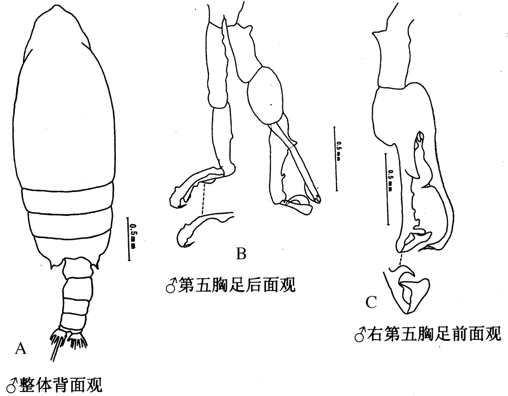Espèce Macandrewella tuberculata - Planche 2 de figures morphologiques
