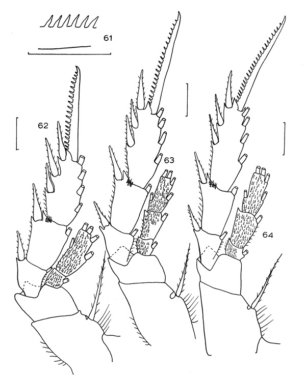 Espèce Bradyidius spinifer - Planche 3 de figures morphologiques
