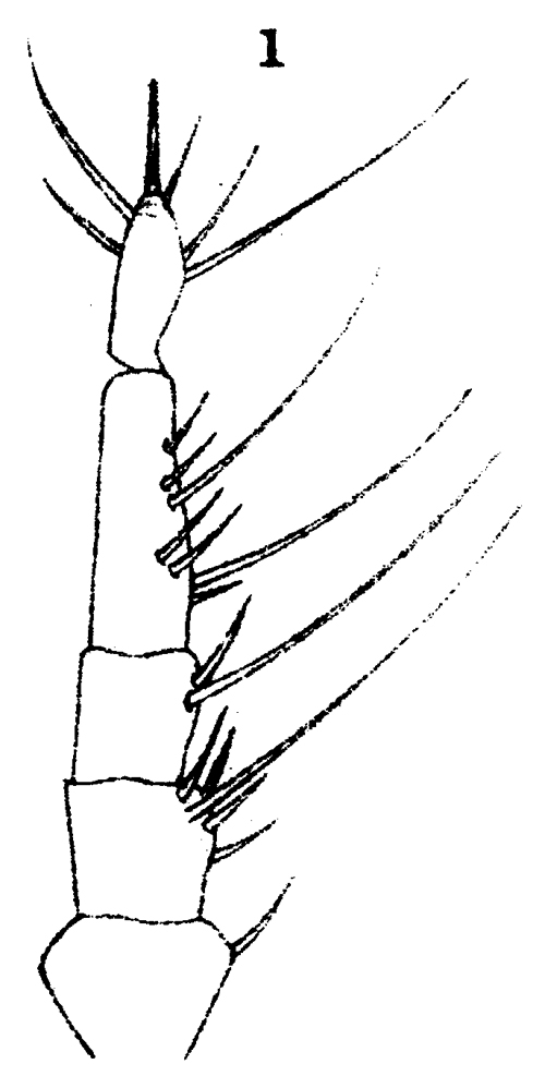 Espce Monstrilla grandis - Planche 26 de figures morphologiques